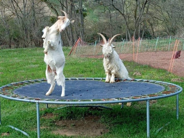 Ziegen auf dem Trampolin